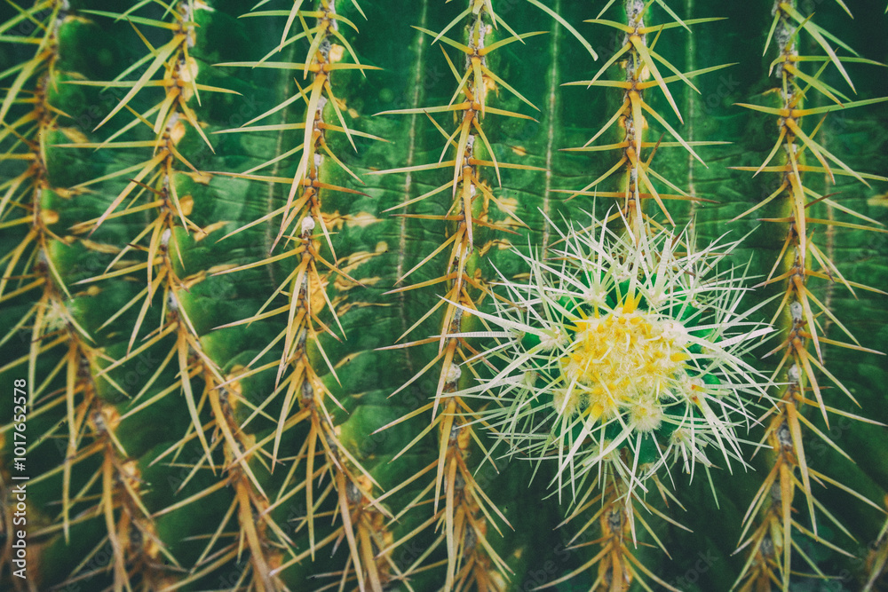 View of amazing green cactus as a background, close up, natural texture. Closeup cactus isolated on fresh green background. Macro picture of cactus View of amazing green cactus as a background, close up, natural texture. Closeup cactus isolated on fresh green background. Macro picture of cactus