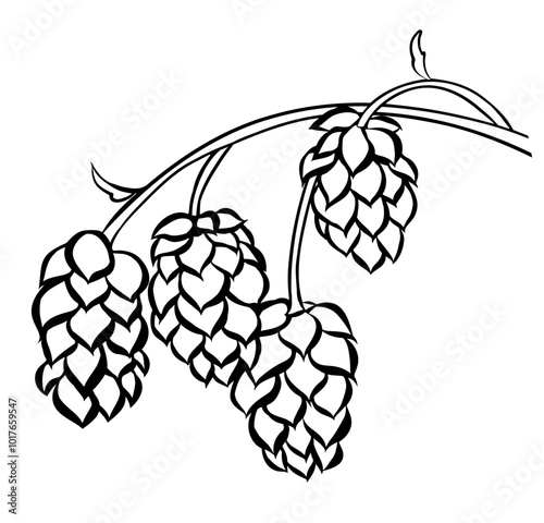 Hand drawn hop cones on a branch for beer brewery. Engraving vintage sketch vector illustration. Design elements for logo, emblem, restaurant menu, craft beer pub, brewery