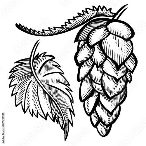 Hand drawn hop cone with leaves for beer brewery. Engraving vintage sketch vector illustration. Design elements for logo, emblem, restaurant menu, craft beer pub, brewery