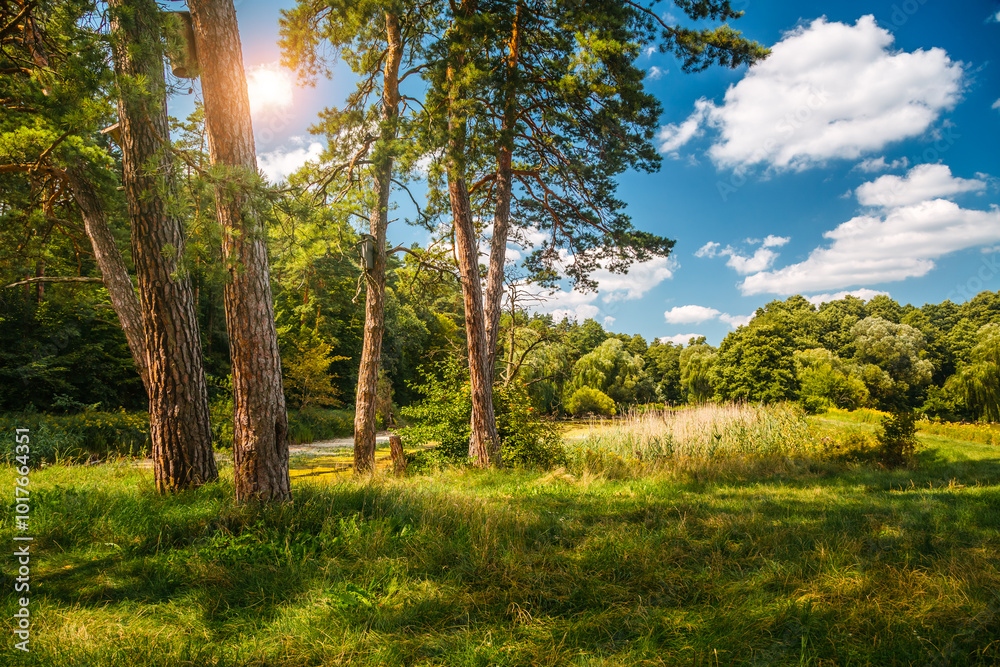 Obraz premium A magical forest with large pine trees in sunny weather.