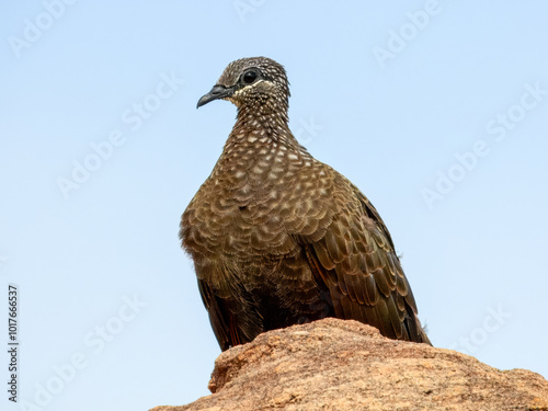 Chestnut-quilled Rock-Pigeon - Petrophassa rufipennis in Australia photo