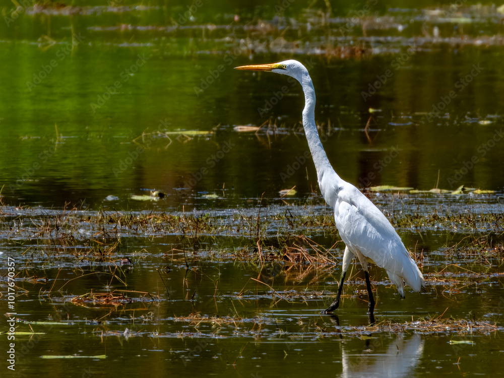 Naklejka premium Great White Egret - Ardea alba in Australia