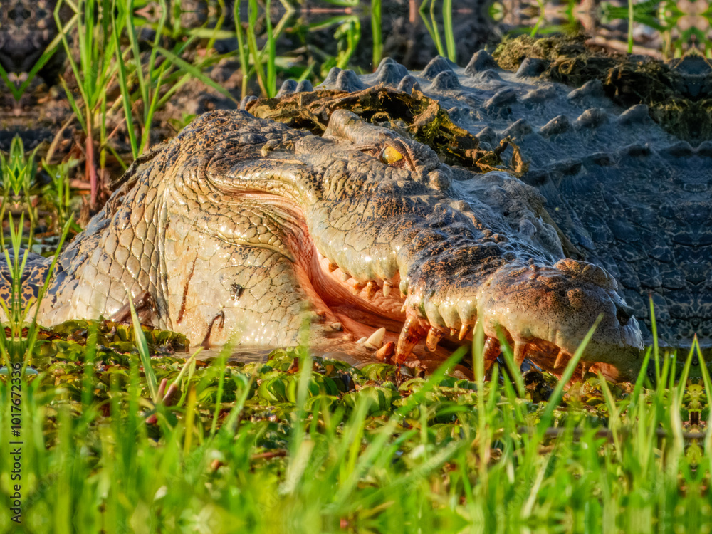 Obraz premium Estuarine crocodile (Crocodylus porosus) in Australia