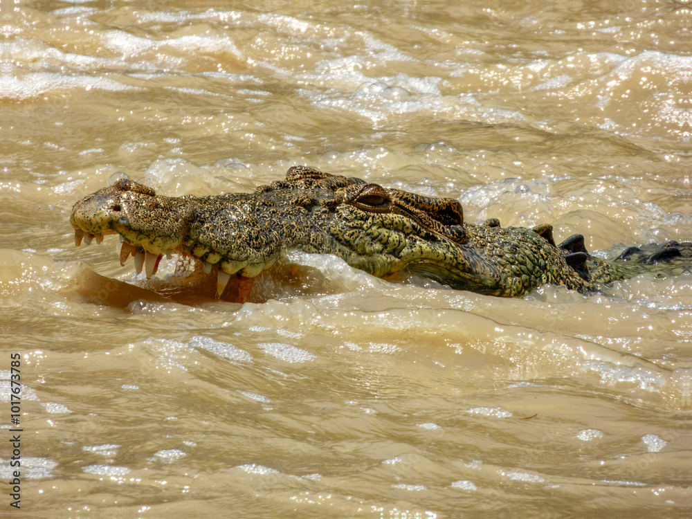 Fototapeta premium Estuarine crocodile (Crocodylus porosus) in Australia