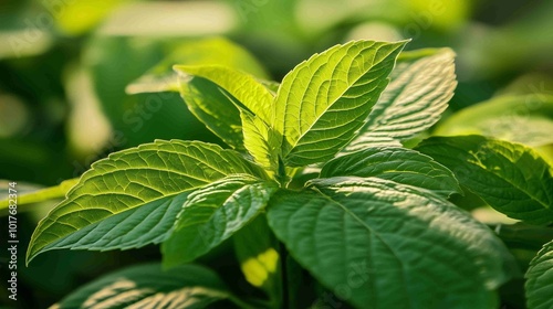 Vibrant Green Leaves in Sunlight - Fresh, Lush Foliage Nature Scene 