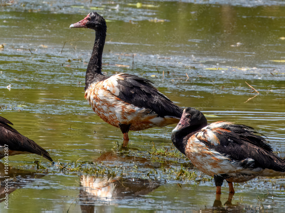 Fototapeta premium Magpie Goose - Anseranas semipalmata in Australia