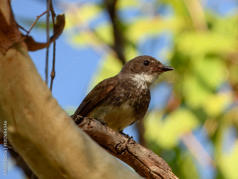 Northern Fantail - Rhipidura rufiventris in Australia Northern Fantail - Rhipidura rufiventris in Australia