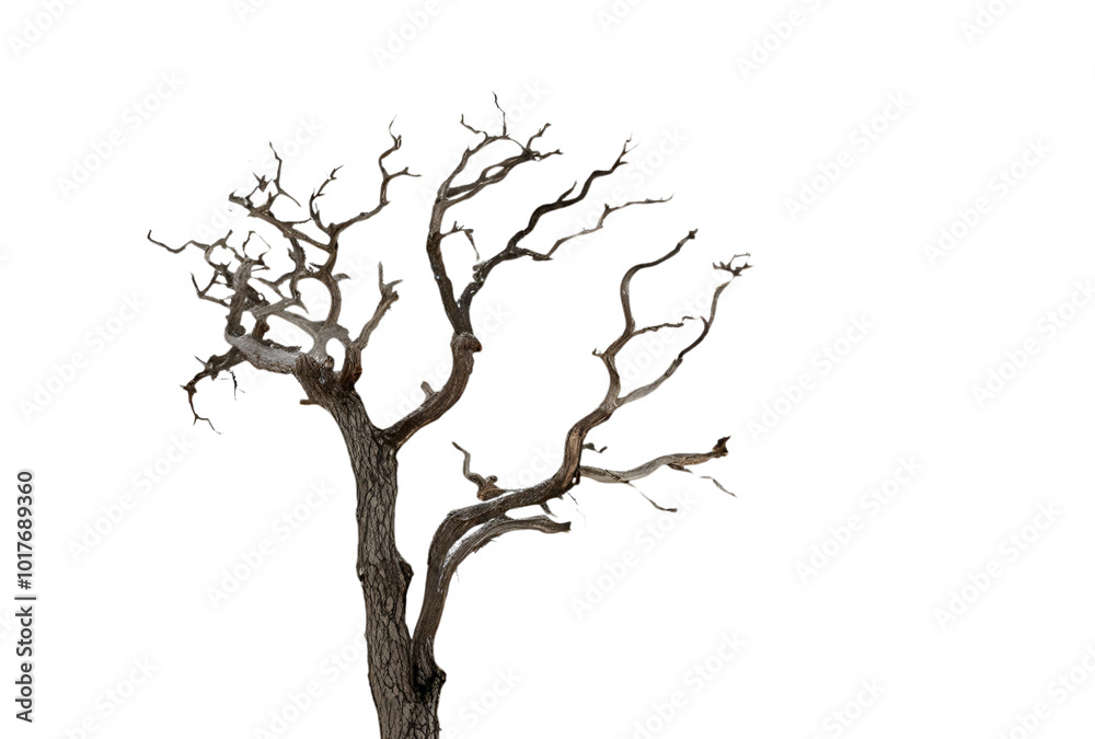 tree, branch, nature, vector, illustration, leaf, plant, spring, silhouette, flower, design, season, wood, art, autumn, trunk, black, drawing, summer, growth, green, old, environment, blossom, forest tree, branch, nature, vector, illustration, leaf, plant, spring, silhouette, flower, design, season, wood, art, autumn, trunk, black, drawing, summer, growth, green, old, environment, blossom, forest