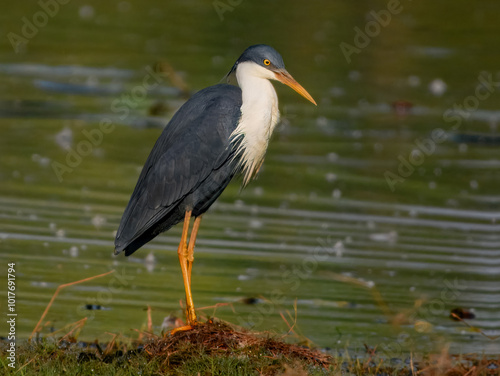 Pied Heron - Egretta picata in Australia