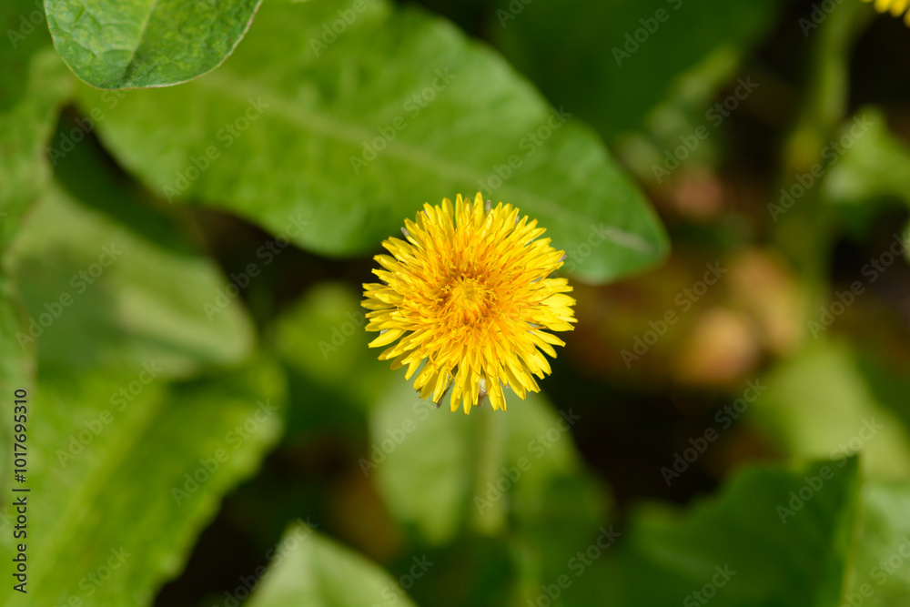 Common dandelion flower Common dandelion flower