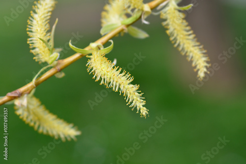 Golden Weeping Willow branch with flowers