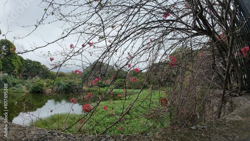 Tranquil Pond with Bougainvillea in Bloom