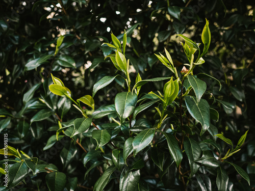 Wallpaper Mural Green leaves Torontodigital.ca