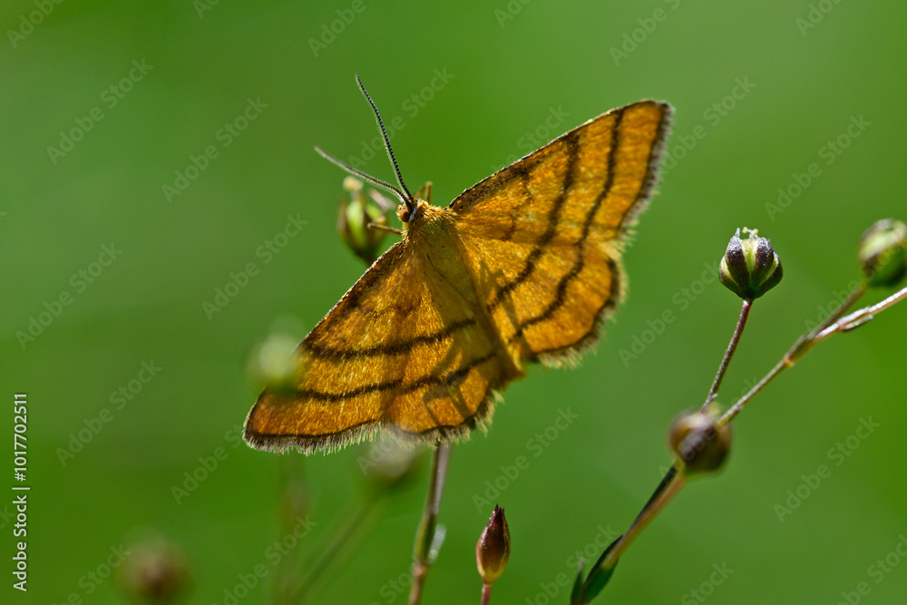 Obraz premium Golden-yellow wave // Goldgelber Magerrasen-Zwergspanner (Idaea aureolaria)