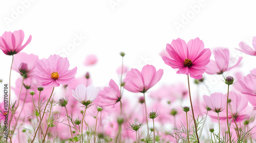 Pink Cosmos Flowers in a Field.