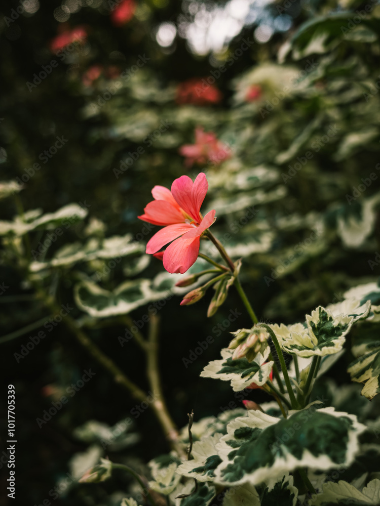 Obraz premium Plant in the garden