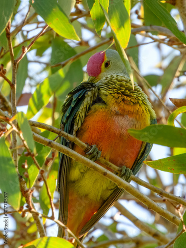 Rose-crowned Fruit-Dove - Ptilinopus regina in Australia photo