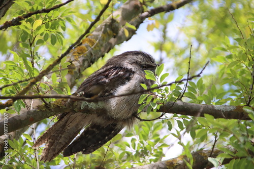 Tawny Frogmouth (Podargus strigoides), Narre Warren South, Melbourne, Victoria, Australia. photo