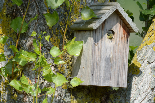 Obraz na płótnie Oiseau dans le nichoir w salonie