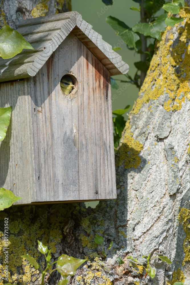 Oiseau dans le nichoir