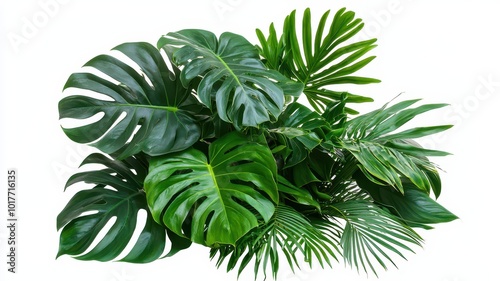 A stunning arrangement of fresh green monstera and banana leaves, isolated on a pure white background.