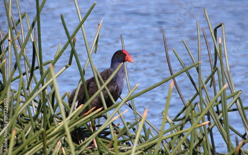 Purple Swamphen (Porphyrio porphyrio), Casey Fields, Cranbourne East, Melbourne, Victoria, Australia. photo