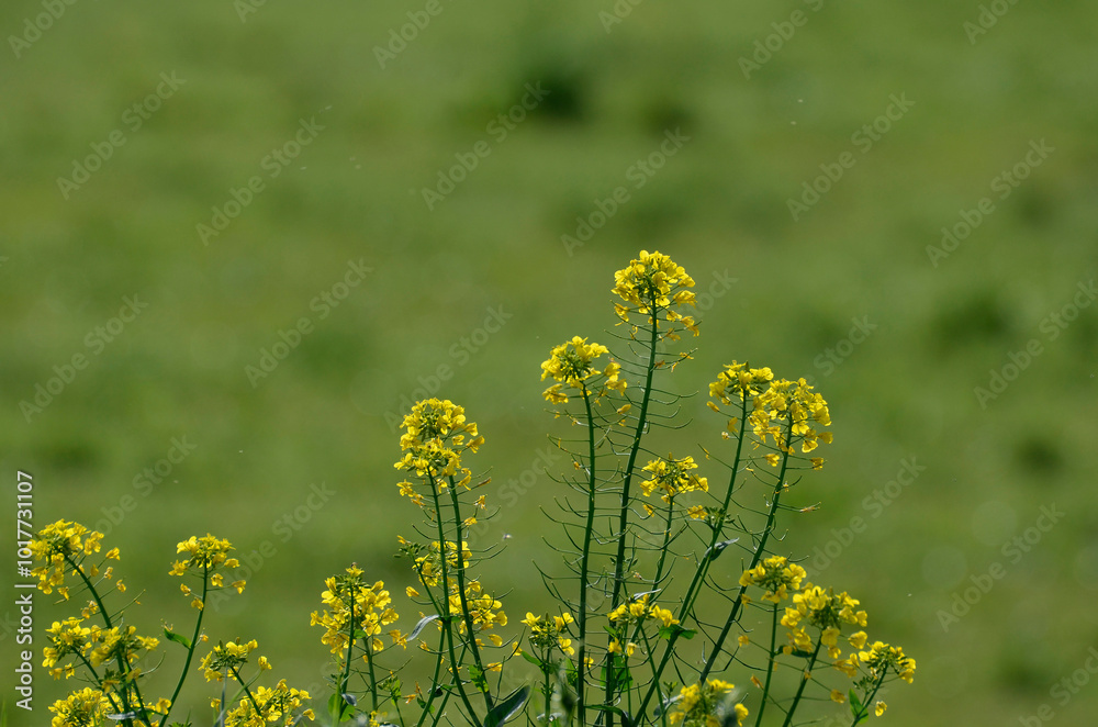 菜の花 菜の花