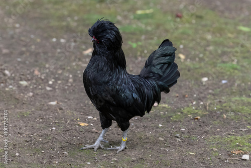 Nancy, France - October 1st 2024 : View on a male Padovana chicken in a henhouse in a park in the city of Nancy. photo