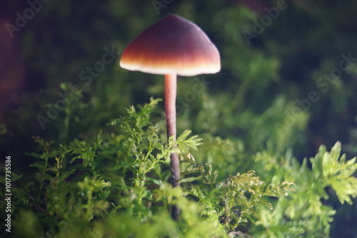 Pilze verschiedenste Sorten im Herbstwald bei Eberbach im Odenwald