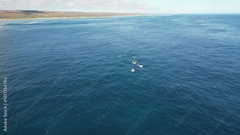 Whale encounters with the drones are always special. Whale encounters with the drones are always special.