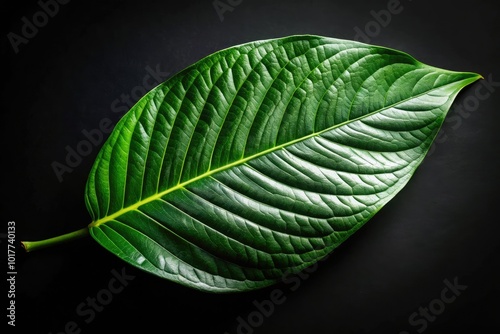 Vibrant green leaf contrasted against a deep black backdrop offers breathtaking inspiration for nature and botanical photography, enhancing design elements with striking visual appeal.