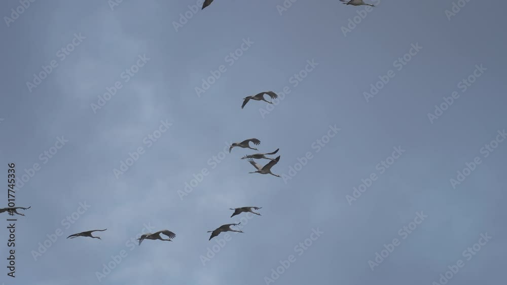 A migrating flock of storks cuts through the sky, flying in formation as they navigate cloudy weather. A migrating flock of storks cuts through the sky, flying in formation as they navigate cloudy weather.