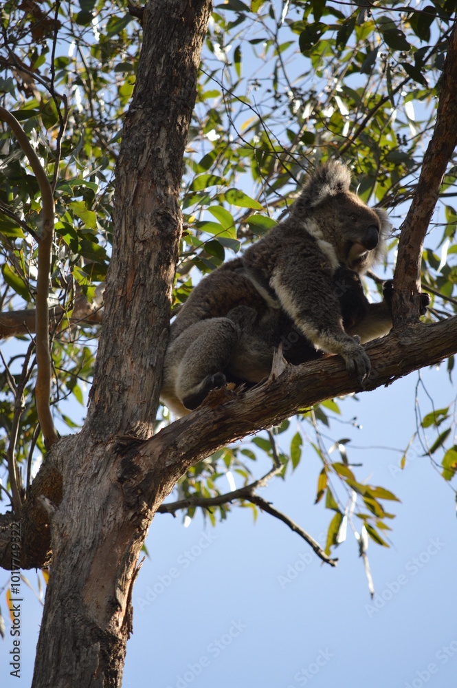 Obraz premium koala in a tree