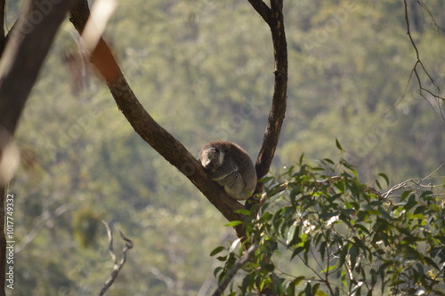 Photography koala sleeping in tree