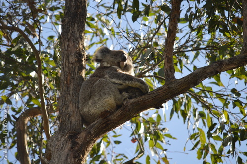 Canvas Print koala bear sitting on tree