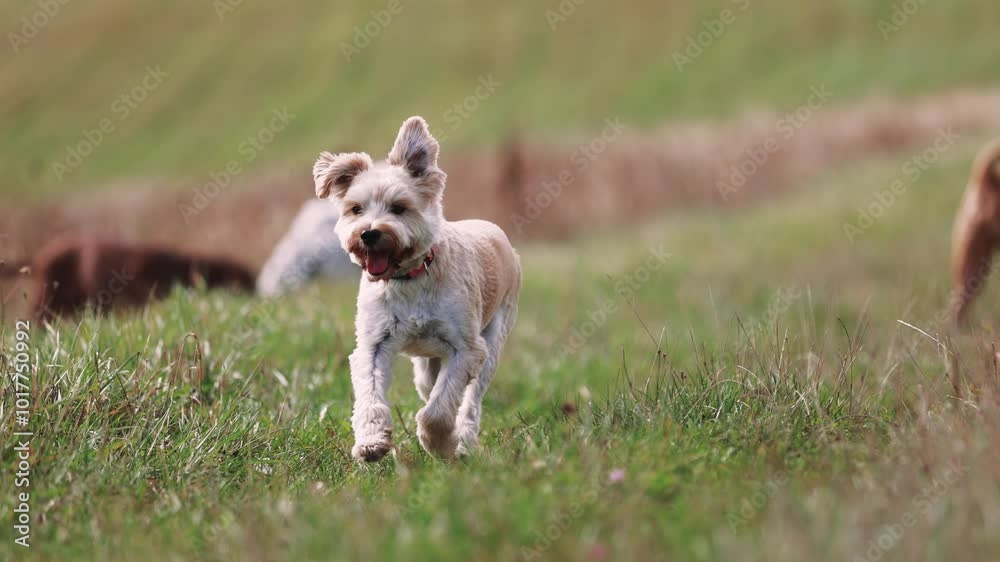 A mixed breed dog, mainly Maltese, joyfully runs across a vibrant autumn meadow alongside a Shar Pei on a cloudy, windy day. Leaves dance in the air, capturing the playful energy of the scene. A mixed breed dog, mainly Maltese, joyfully runs across a vibrant autumn meadow alongside a Shar Pei on a cloudy, windy day. Leaves dance in the air, capturing the playful energy of the scene.