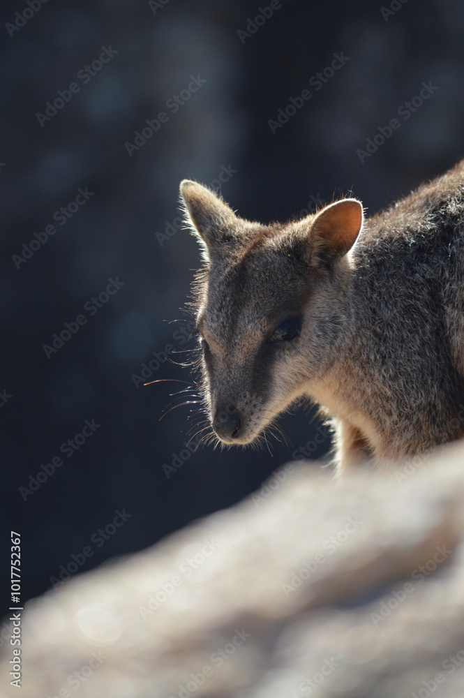 Naklejka premium sleepy looking baby wallaby australia