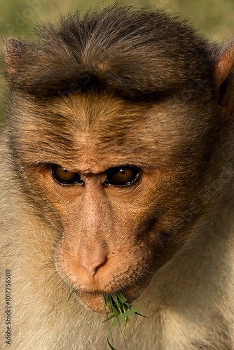 Monkeys in Freedom at the Heart of History