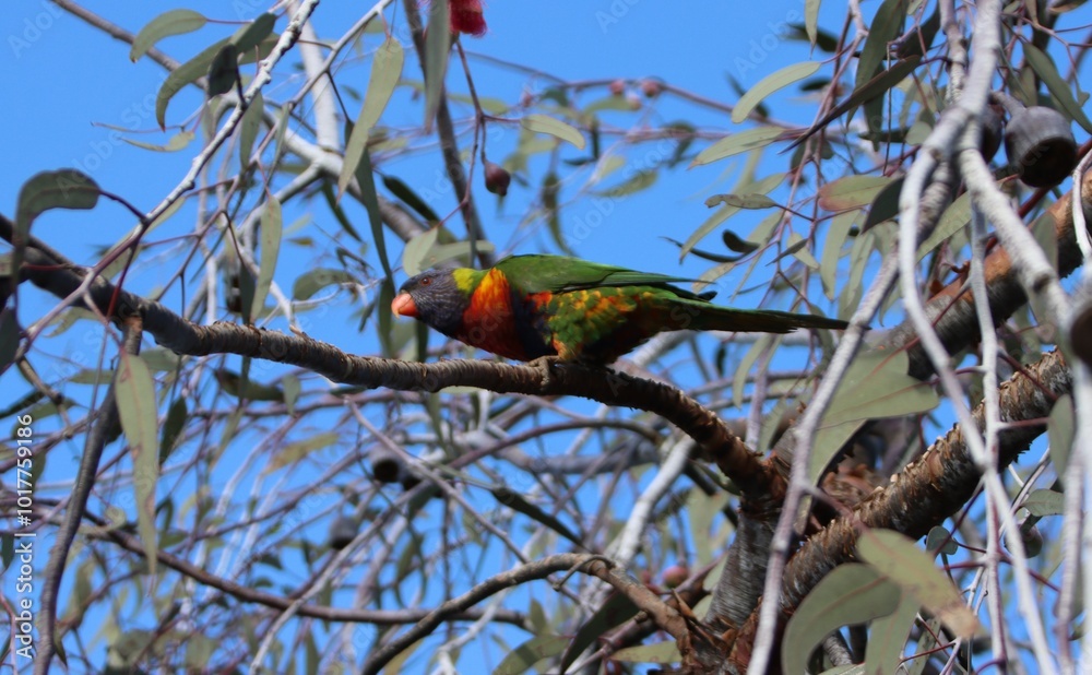 Obraz premium Rainbow Lorikeet (Trichoglossus moluccanus), Cranbourne East, Melbourne, Victoria, Australia.