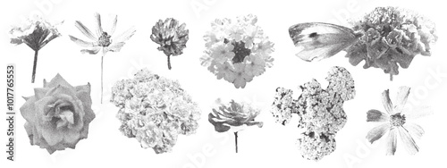 Set of photocopy flowers. Rose, chamomile, meadow flower, clover, tulip. Trendy stipplig collage elements.