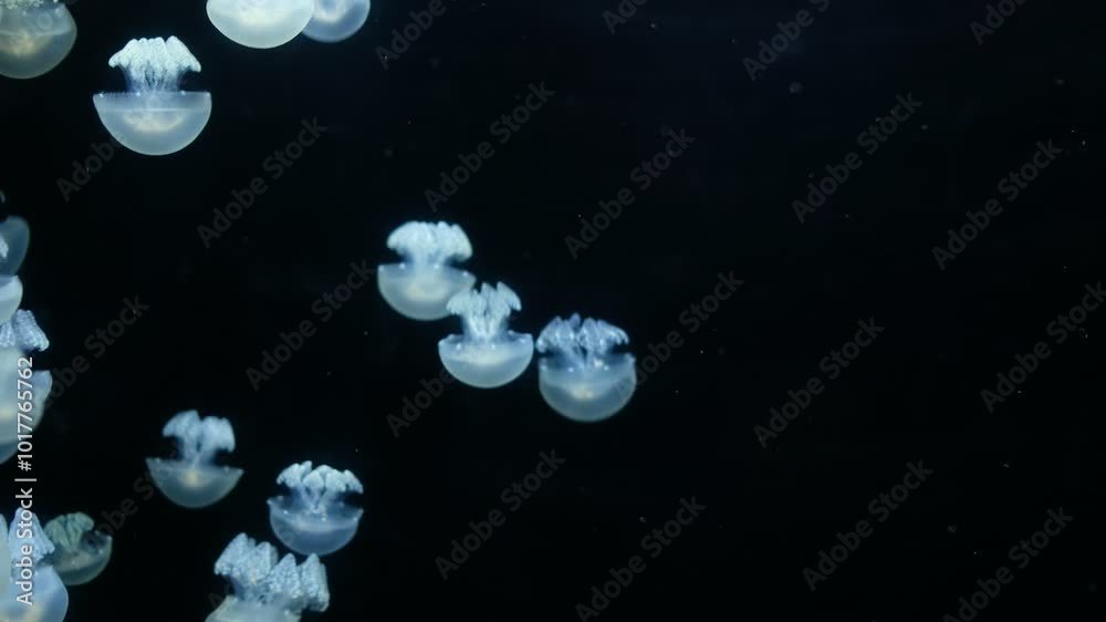 jellyfish at aquarium, dangerous animals
jellyfish at aquarium, dangerous animals