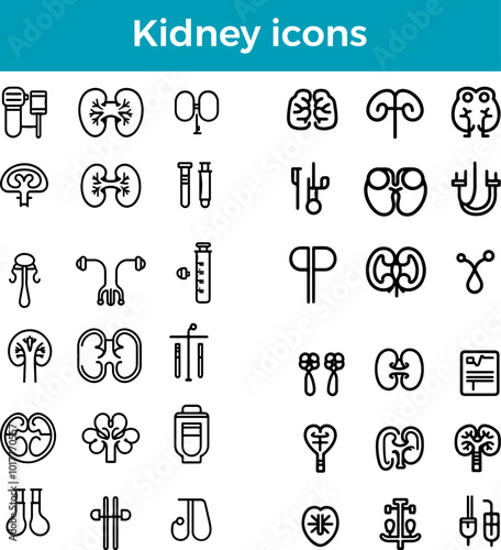 Kidney Icon Line Renal System Icon Urinary Organ Icon Medical Health Icon Vector