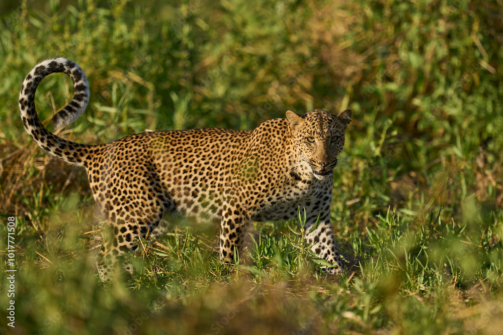 Obraz premium Leopard (Panthera pardus) in lush green grass during the emerald season in South Luangwa National Park, Zambia