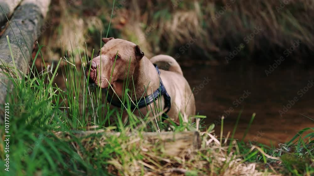 A playful Shar Pei dog splashes in a shallow river, munching on grass and drinking water. After a refreshing dip, it shakes off the water, creating a joyful scene perfect for pet-themed projects.