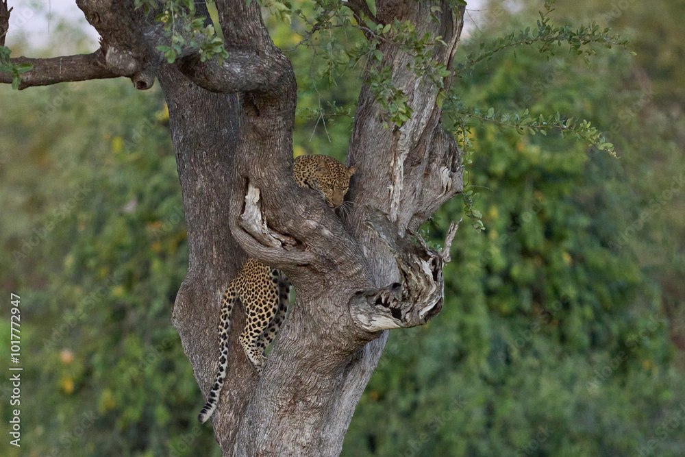 Fototapeta premium Leopard (Panthera pardus) climbing a tree in South Luangwa National Park, Zambia