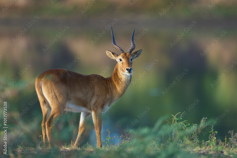Male Puku (Kobus vardoni) in South Luangwa National Park, Zambia Male Puku (Kobus vardoni) in South Luangwa National Park, Zambia