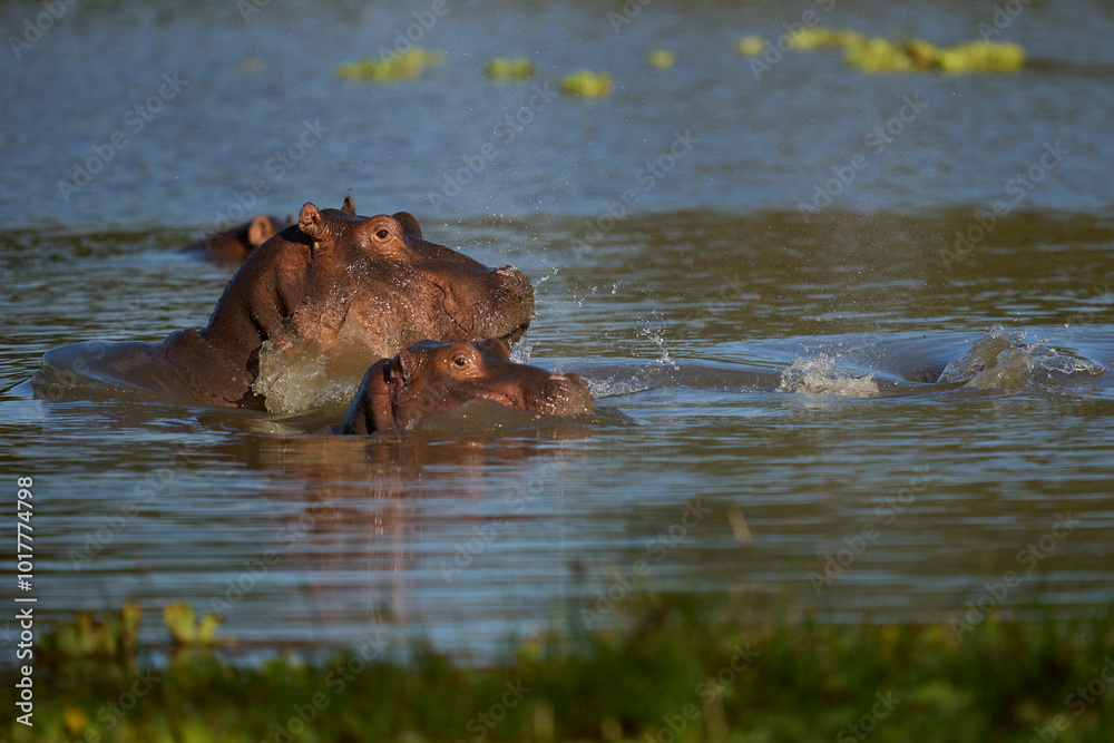 Fototapeta premium Hippopotamus (Hippopotamus amphibius) in a lagoon in South Luangwa National Park, Zambia