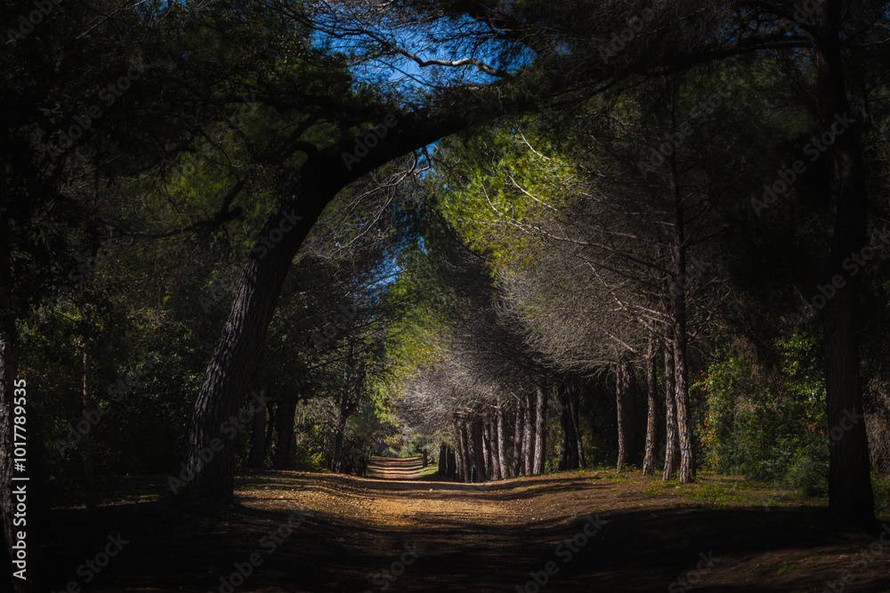 the forest of Sainte Marguerite Island, off the coast of Cannes the forest of Sainte Marguerite Island, off the coast of Cannes