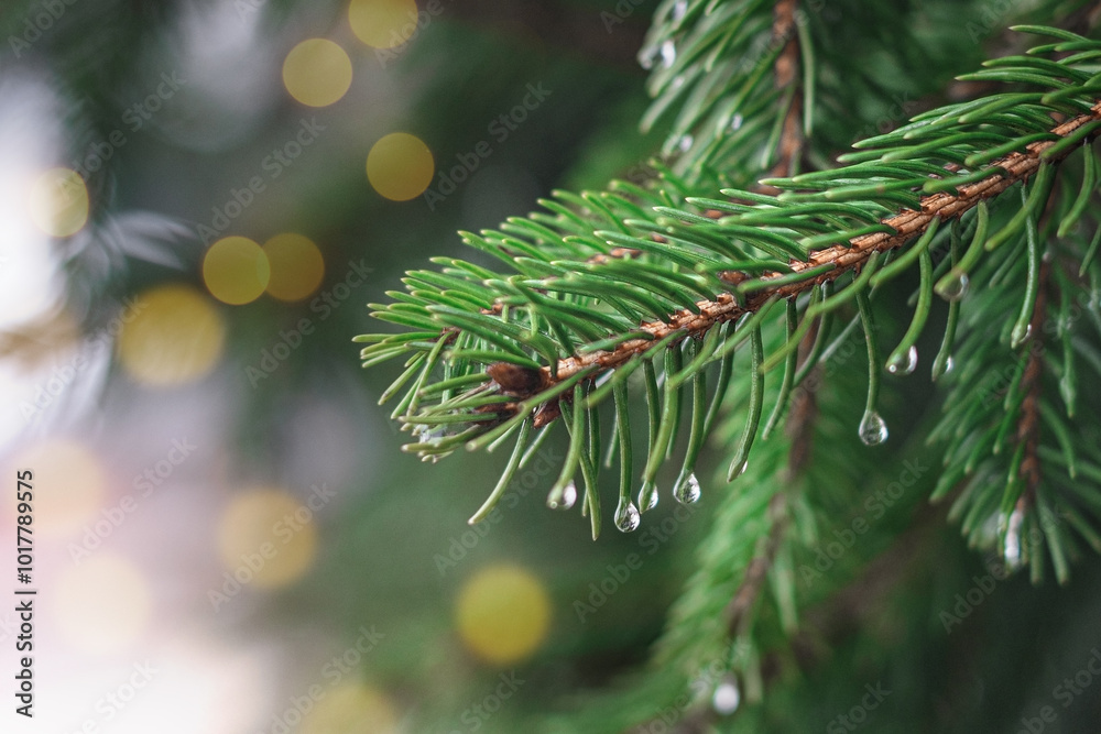 Close up of pine tree in forest on background of Christmas lights Close up of pine tree in forest on background of Christmas lights