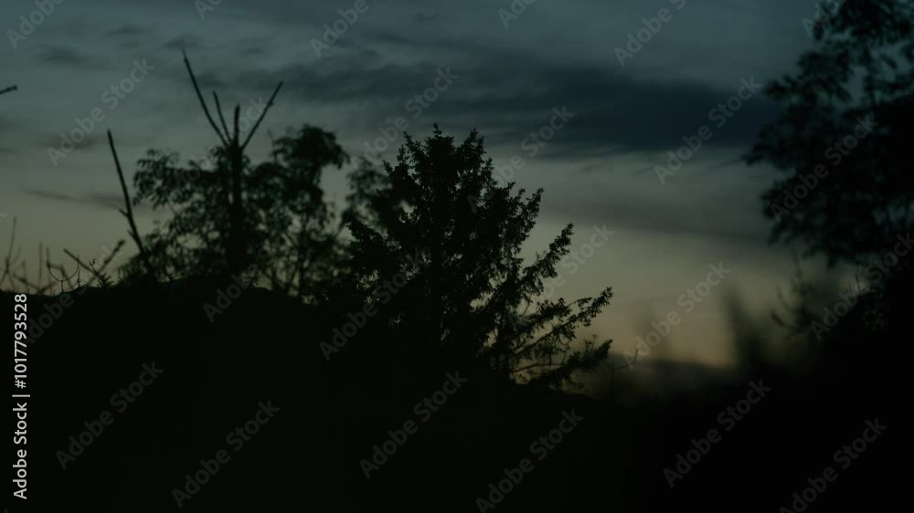 Sunset behind forest, black tree silhouettes in the foreground, blue and red sky with some clouds Sunset behind forest, black tree silhouettes in the foreground, blue and red sky with some clouds